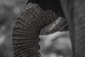 Sleeping Trunk - Fine Art collectie van de Afrikaanse olifant in zwart wit kopen op dibond, acrylglas, fine art papier of poster