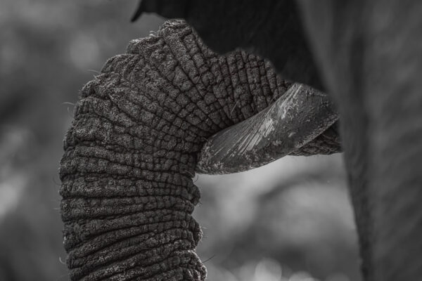 Sleeping Trunk - Fine Art collectie van de Afrikaanse olifant in zwart wit kopen op dibond, acrylglas, fine art papier of poster