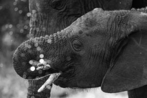 Fine Art collectie van de Afrikaanse olifant in zwart wit kopen op dibond, acrylglas, fine art papier of poster