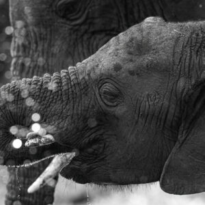 Fine Art collectie van de Afrikaanse olifant in zwart wit kopen op dibond, acrylglas, fine art papier of poster
