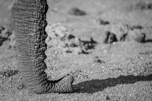 Fine Art collectie van de Afrikaanse olifant in zwart wit kopen op dibond, acrylglas, fine art papier of poster