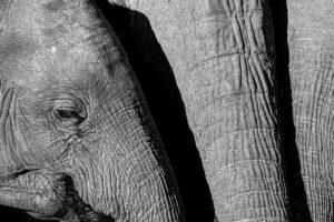 Fine Art collectie van de Afrikaanse olifant in zwart wit kopen op dibond, acrylglas, fine art papier of poster