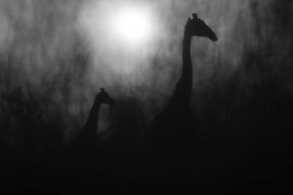 Shadowhead - Creatieve foto van een giraf voor de fine art collectie van RS Photo Art