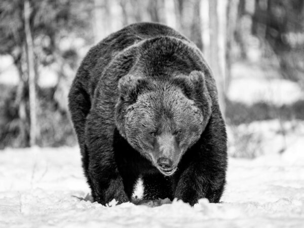 Wildlife foto kopen bij fotograaf