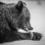Gedetailleerd portret van een wilde bruine beer en haar scherpe klauwen