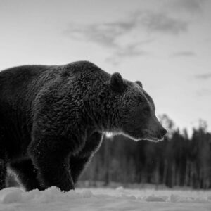 Bestel bruine beer in zwart wit op acrylglas