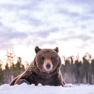 Bestel rechtstreeks bij de fotograaf uw foto van de wilde bruine beer