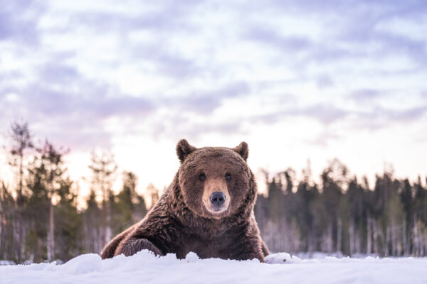 Bestel rechtstreeks bij de fotograaf uw foto van de wilde bruine beer