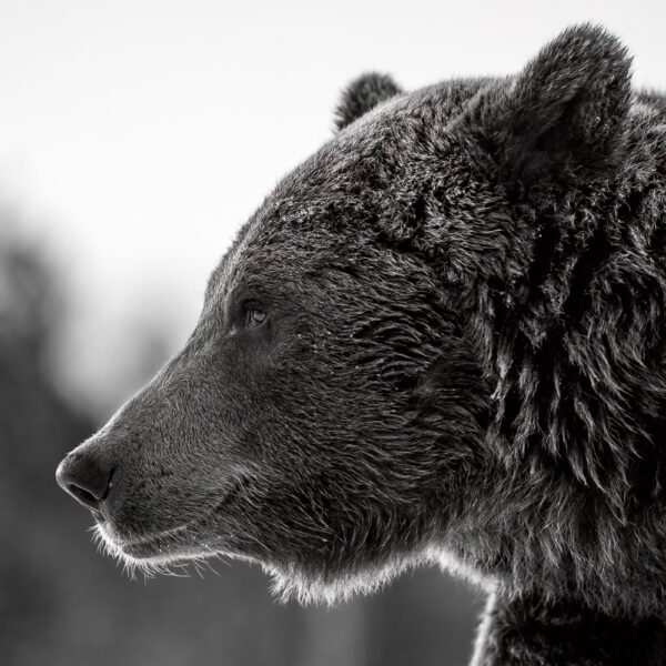 zwart wit foto bruine beer kopen op dibond