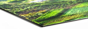 Wildlife op plexiglas afdrukken / bestellen