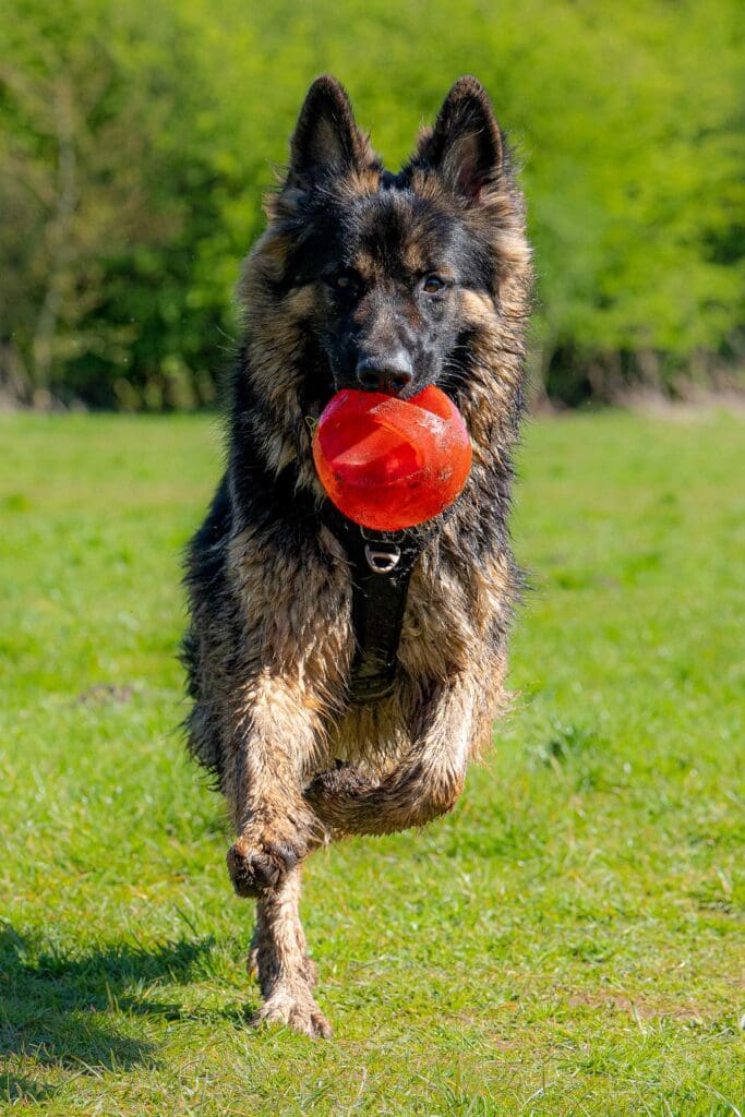 Honden fotoshoot Amsterdam