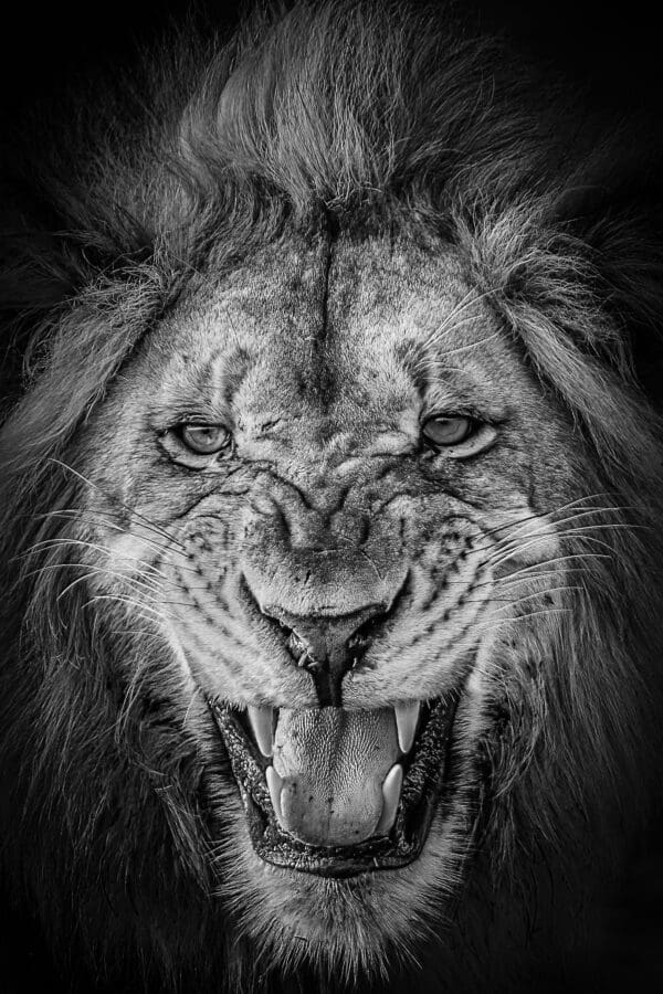 Foto van een leeuw aan de muur - portretfoto in zwart wit