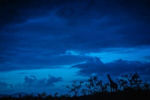 Silhouet van een giraffe tijdens het blauwe uur – foto kunstwerk voor aan de muur van wilde dieren."