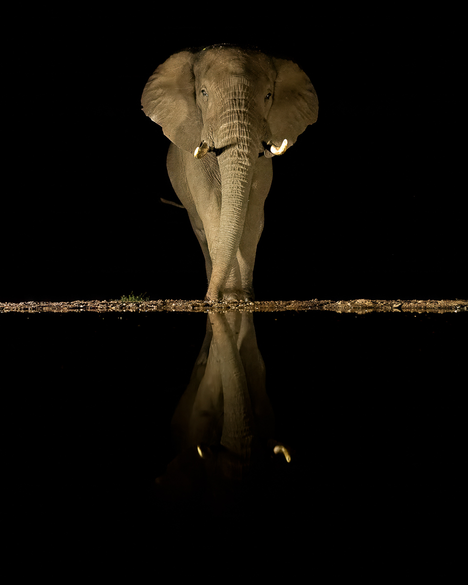 Afrikaanse olifant bij waterpoel Afrikaanse olifant - stilte in de nacht