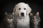 Huisdieren combinatie Fotoshoot hond en kat